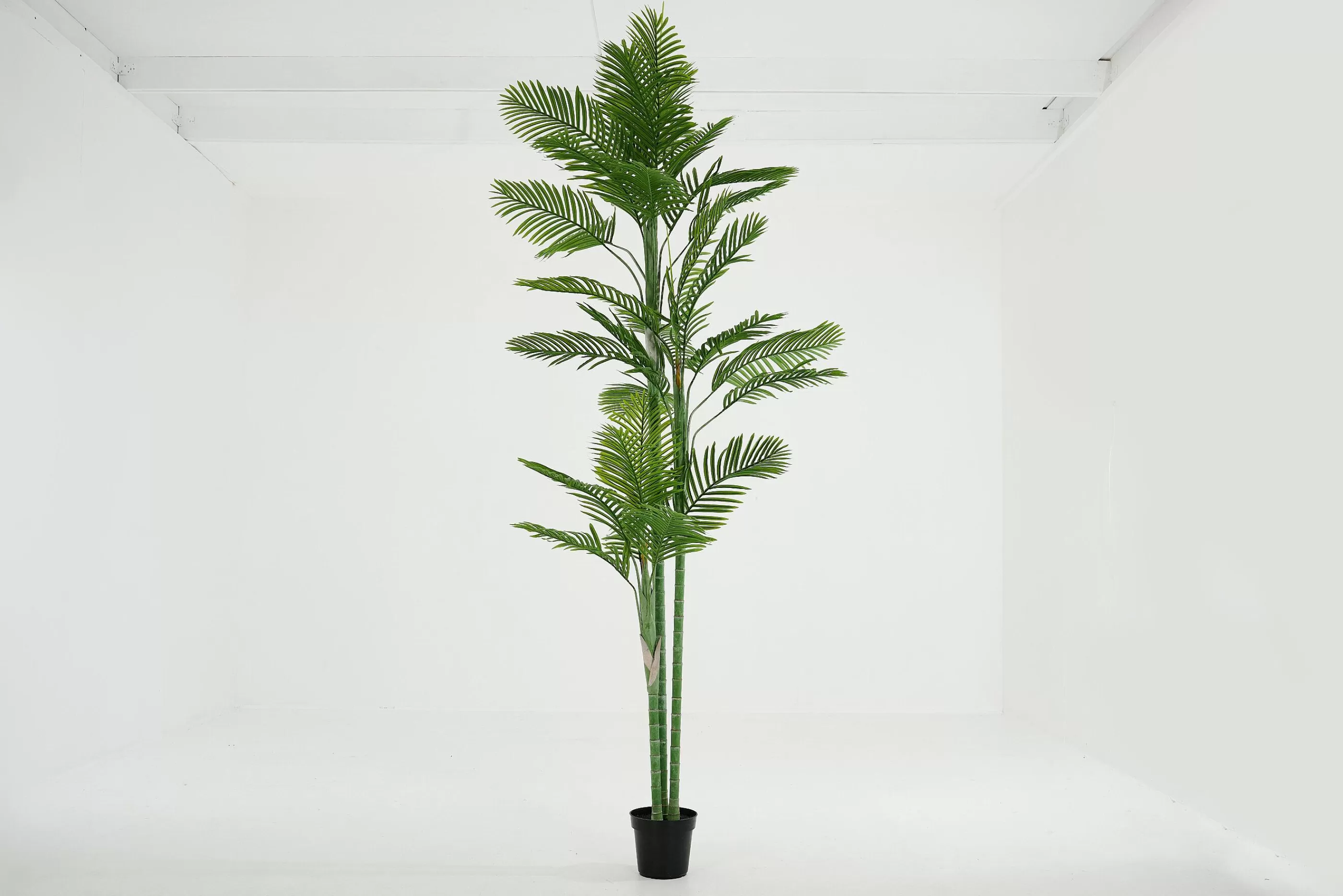 Flamant Arecapalm, Plant | Decoratie