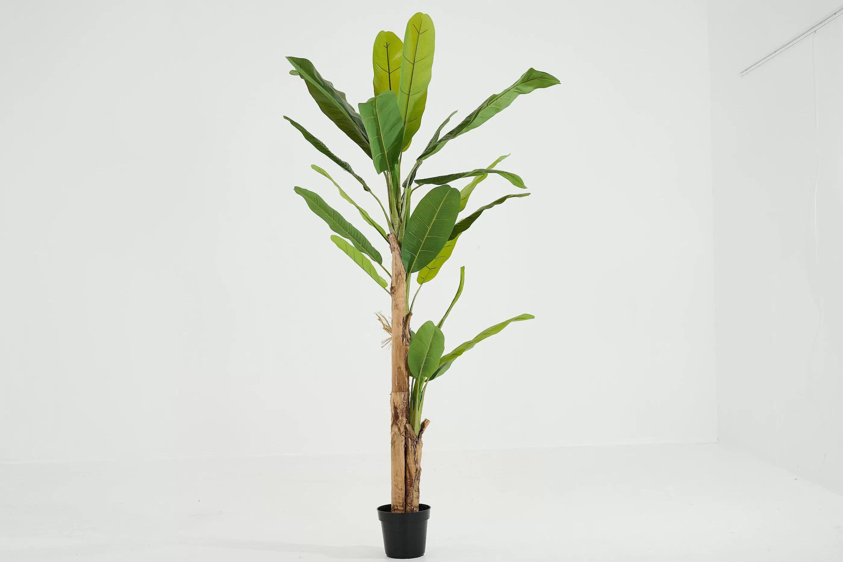 Flamant Bananenboom, Plant | Decoratie