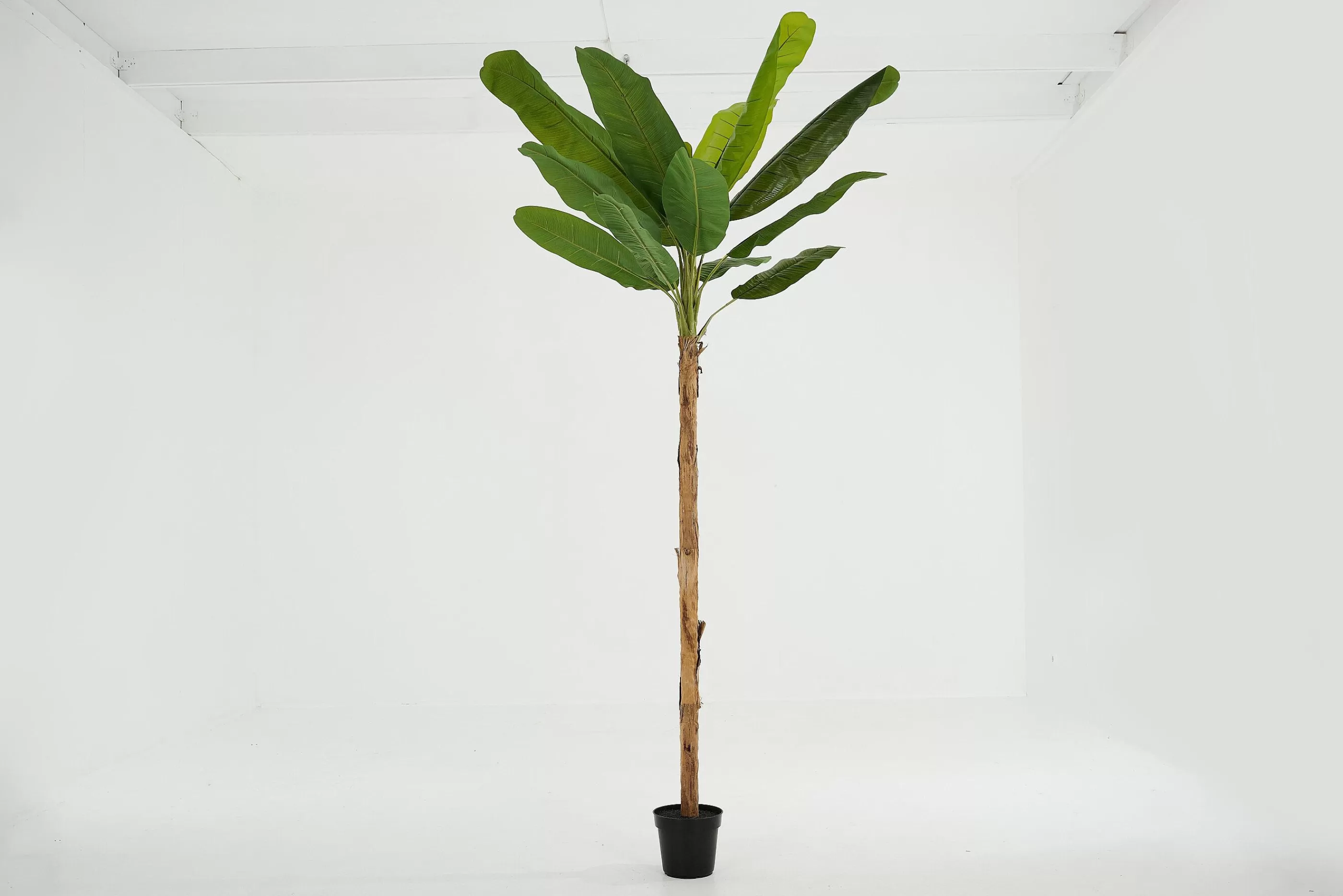 Flamant Bananenboom, Plant | Decoratie