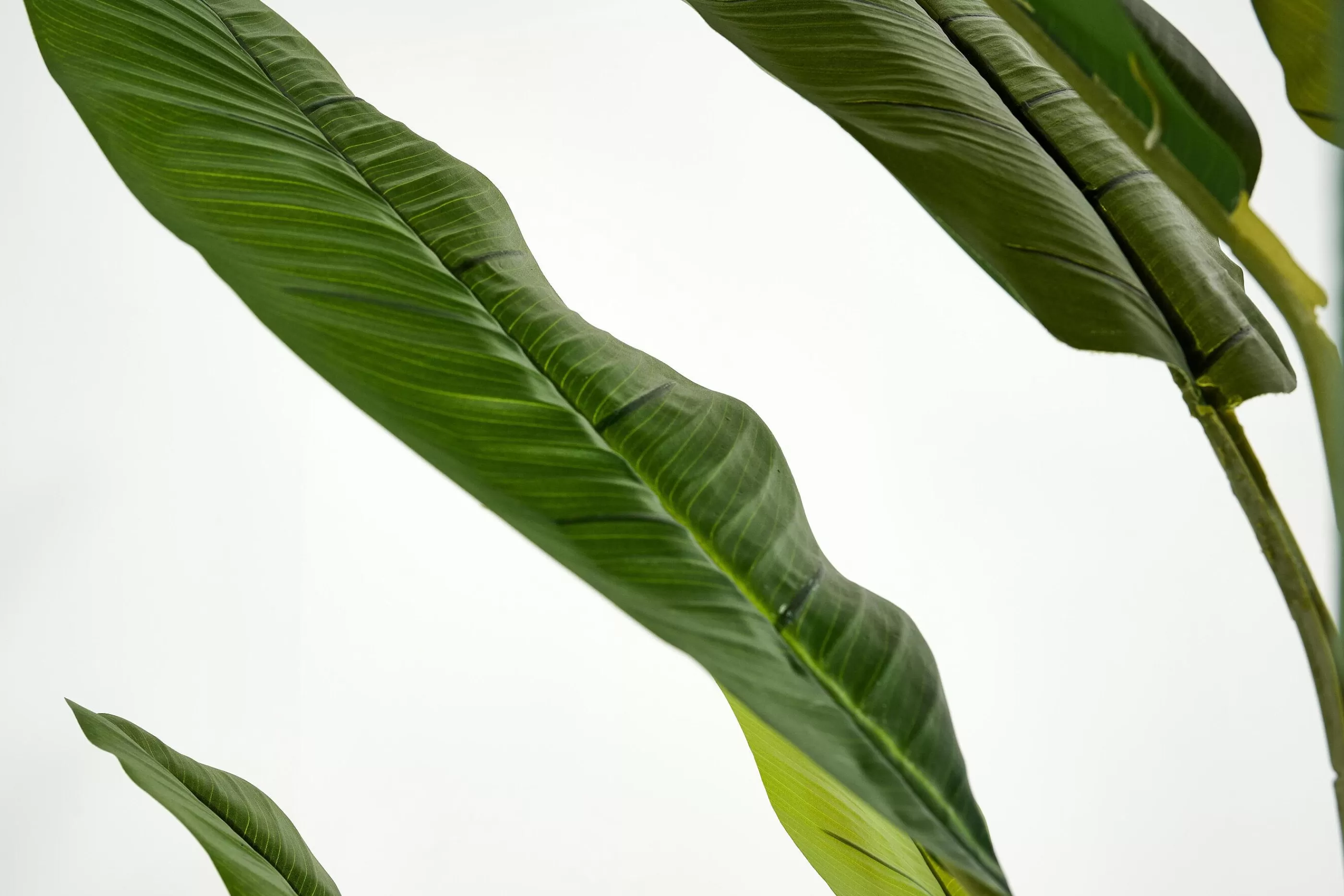 Flamant Bananenboom, Plant | Decoratie