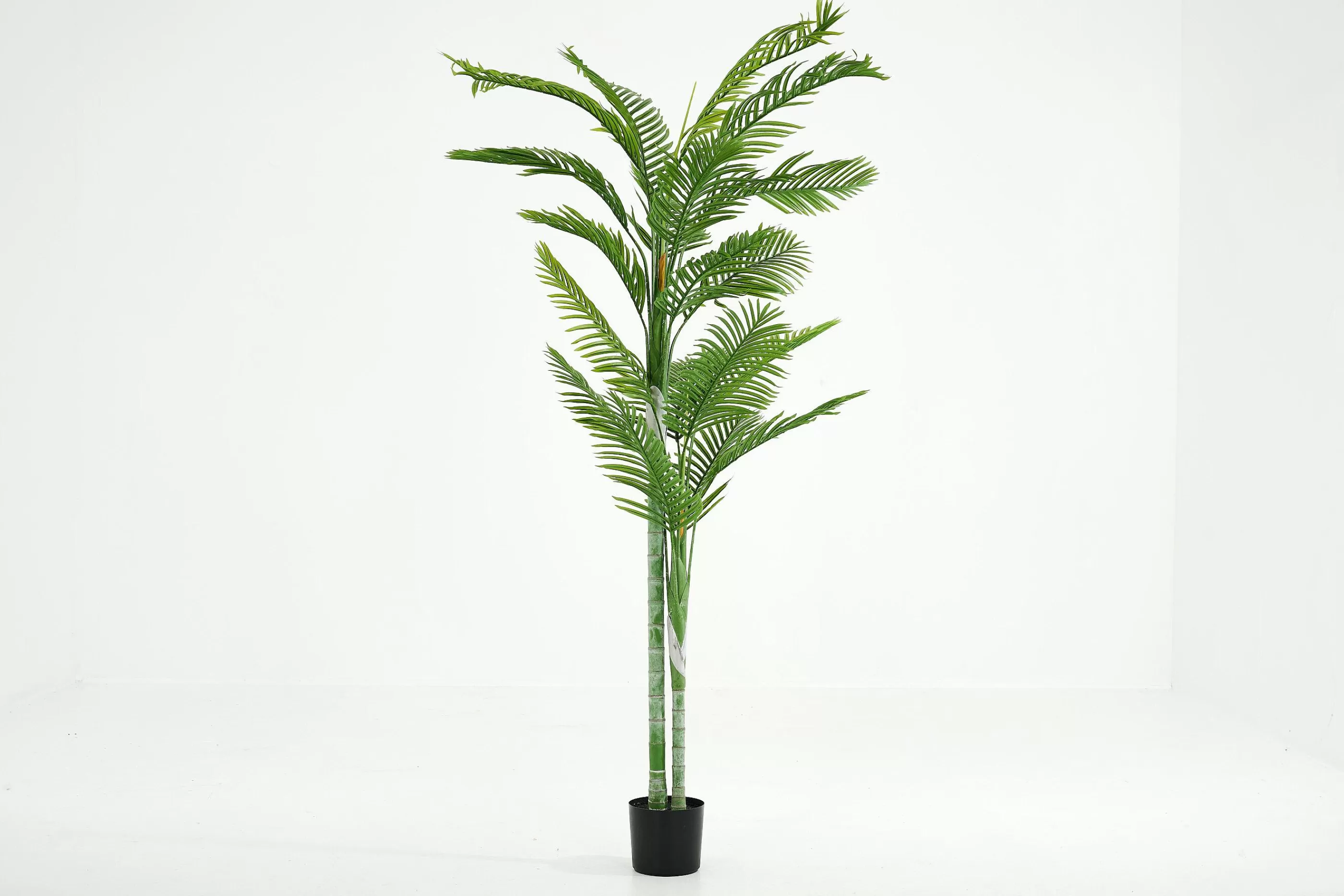 Flamant Betelpalm, Plant | Decoratie