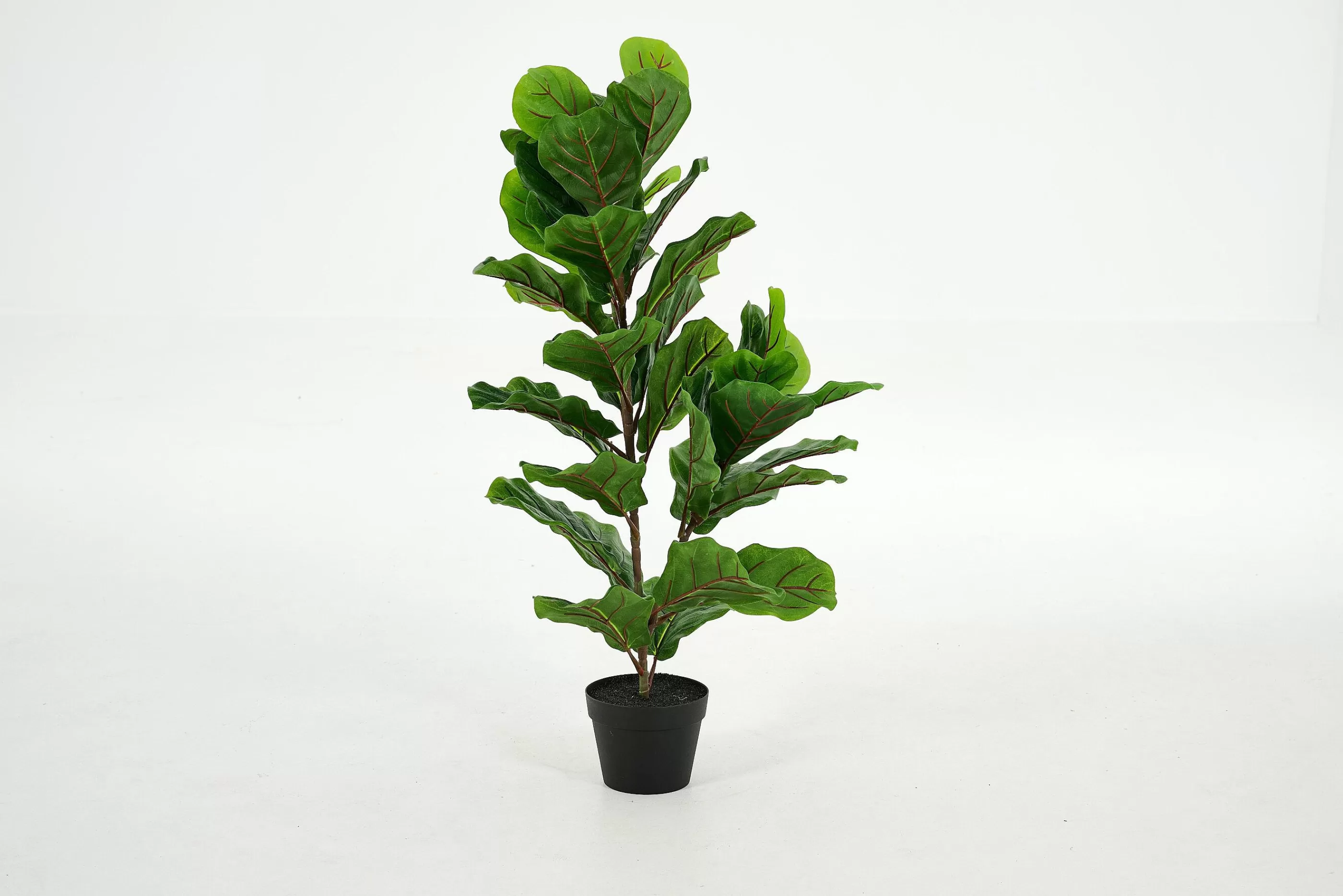 Flamant Fiddle Leaf-Vijg, Plant | Decoratie