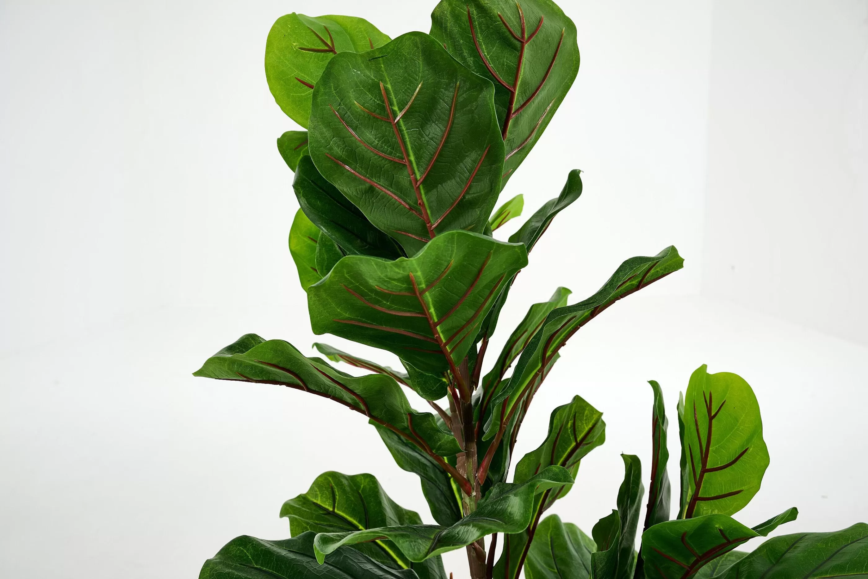 Flamant Fiddle Leaf-Vijg, Plant | Decoratie